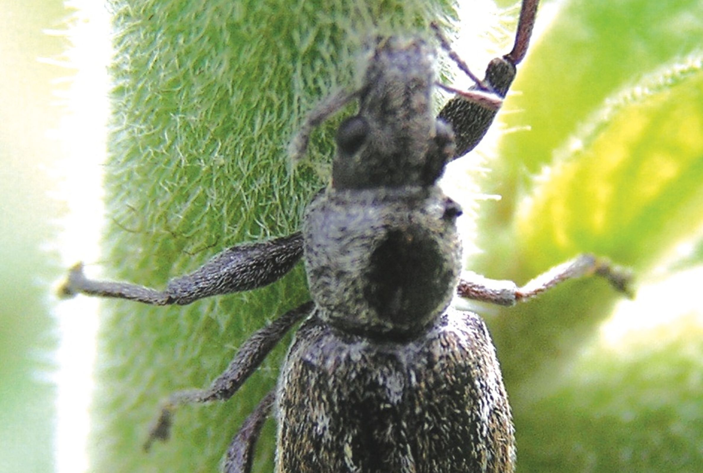 Galapaganus williamsi. Photo: J. Rosado.